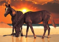 Puzzles Educa : 1000 - 1000 Atardecer en la Orilla (Educa 12445)