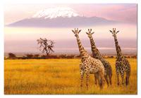 Puzzles Educa : 1000 - 1000 Parque Nacional Amboseli, Kenia (Educa 13415)