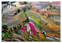 Puzzles Educa : 1000 - 1000 Campos de Arroz, China (Educa 15156)