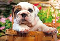 Puzzles Educa : 500 - 500 Bull dog (Educa 13759)
