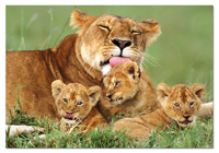 Puzzles Educa : 500 - 500 Leona con sus cachorros (Educa 14111)