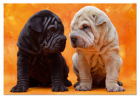 Puzzles Educa : 500 - 500 Perritos (Educa 14463)