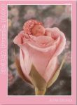 Puzzles Educa : Anne Geddes - 1000 Madison (Educa 12934)