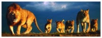 Puzzles Educa - 1000 Panorama Familia de leones (Educa 14531)