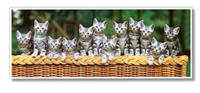 Puzzles Infantiles - 100 Panorama - Inseparables (Educa 11657)
